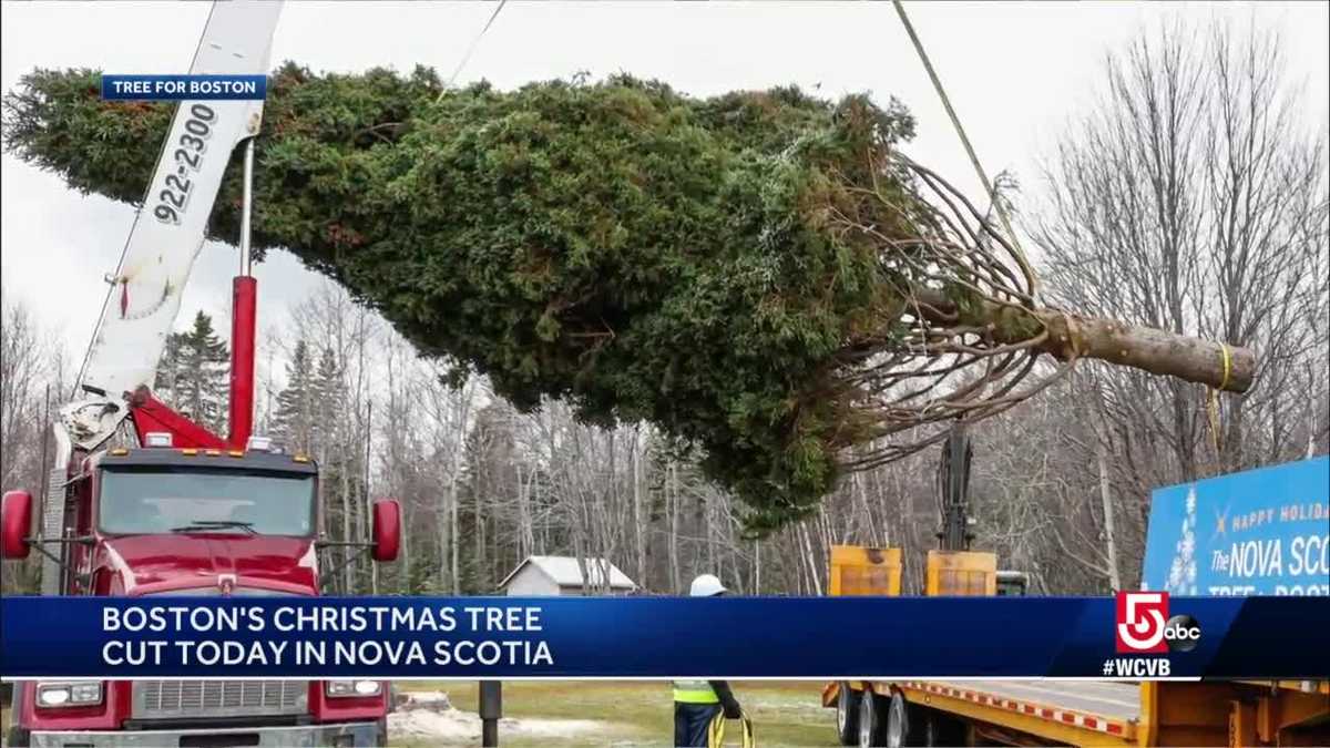 Boston's official Christmas tree about to leave Nova Scotia