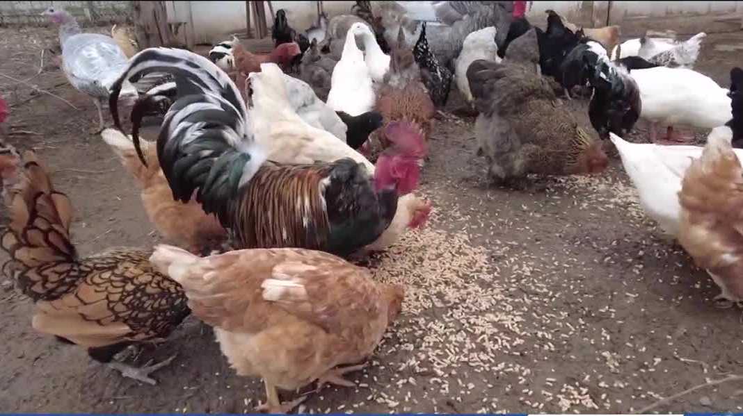 Benton County leaders pass resolution voicing support for farmers amid lawsuit