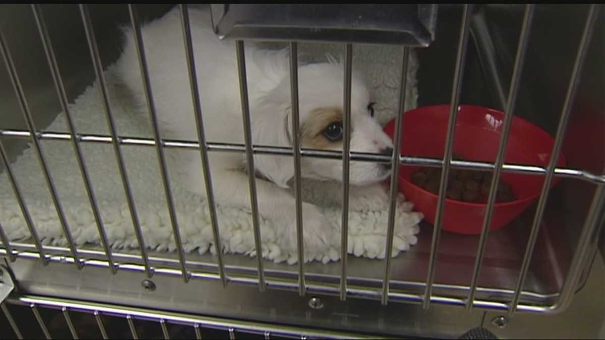 Woman rescues dogs thrown out of car window