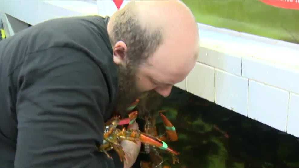 Free Lobster! Man nets 12 in Wholey's lobster grab
