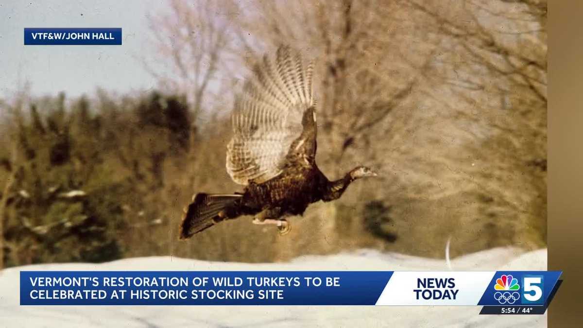 Vermont celebrates wild turkey restoration in West Pawlet