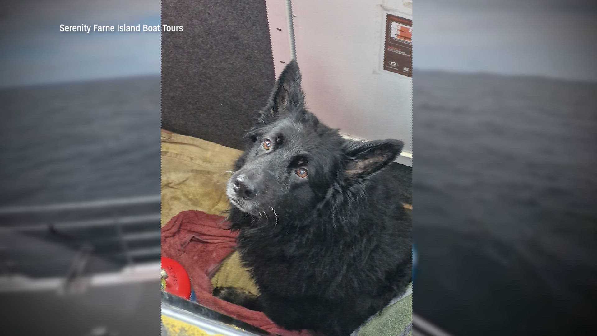 VIDEO: Tour boat crew saves dog swept out to sea in inflatable kayak by strong winds