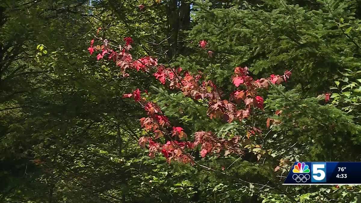 Fall foliage could come sooner if drought persists
