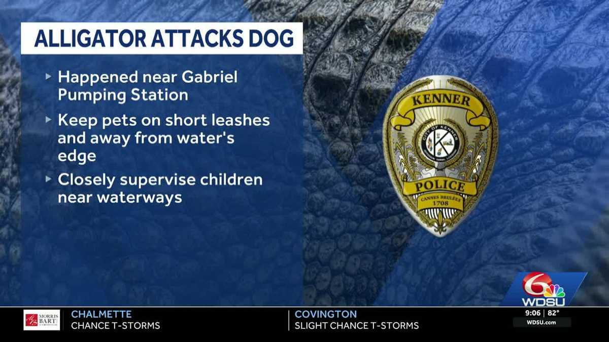 Kenner police warn residents of alligators after dog was attacked near lakefront area