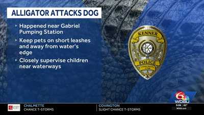 Dog attacked by alligator near Kenner Lakefront