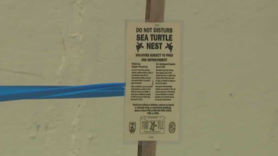 Sea turtle nesting season shatters previous records in Volusia County