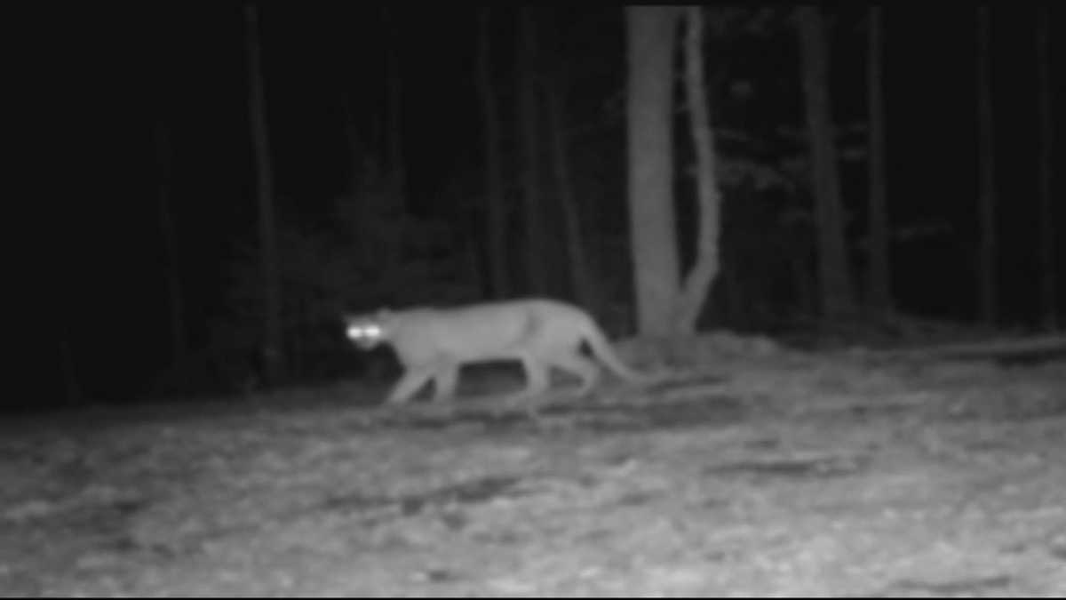 40/29 Special Report: New mountain lion sightings