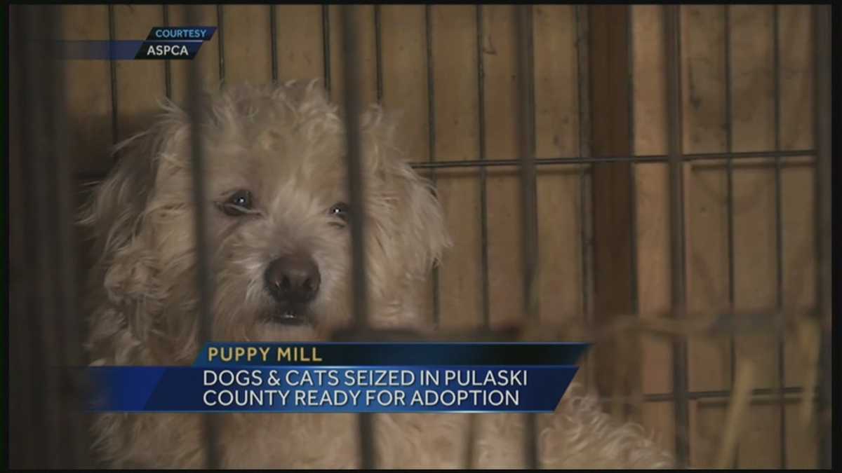 Dogs rescued from puppy mill available for adoption