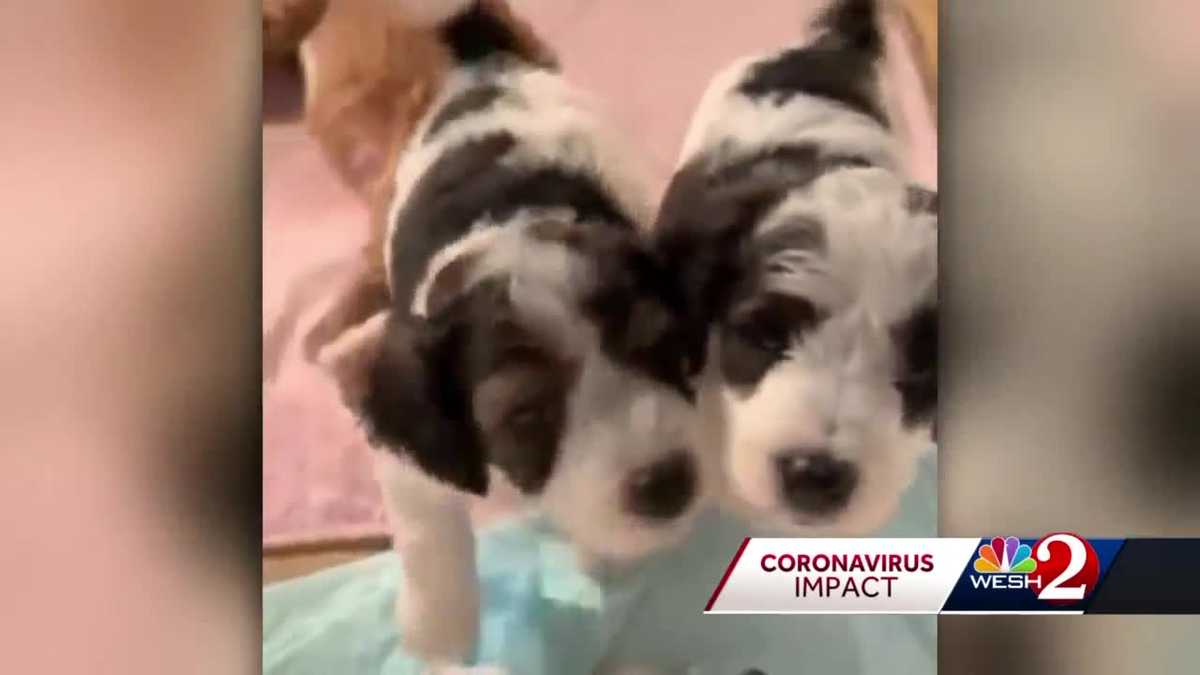 Puppy adoption rates increase amid COVID19 pandemic
