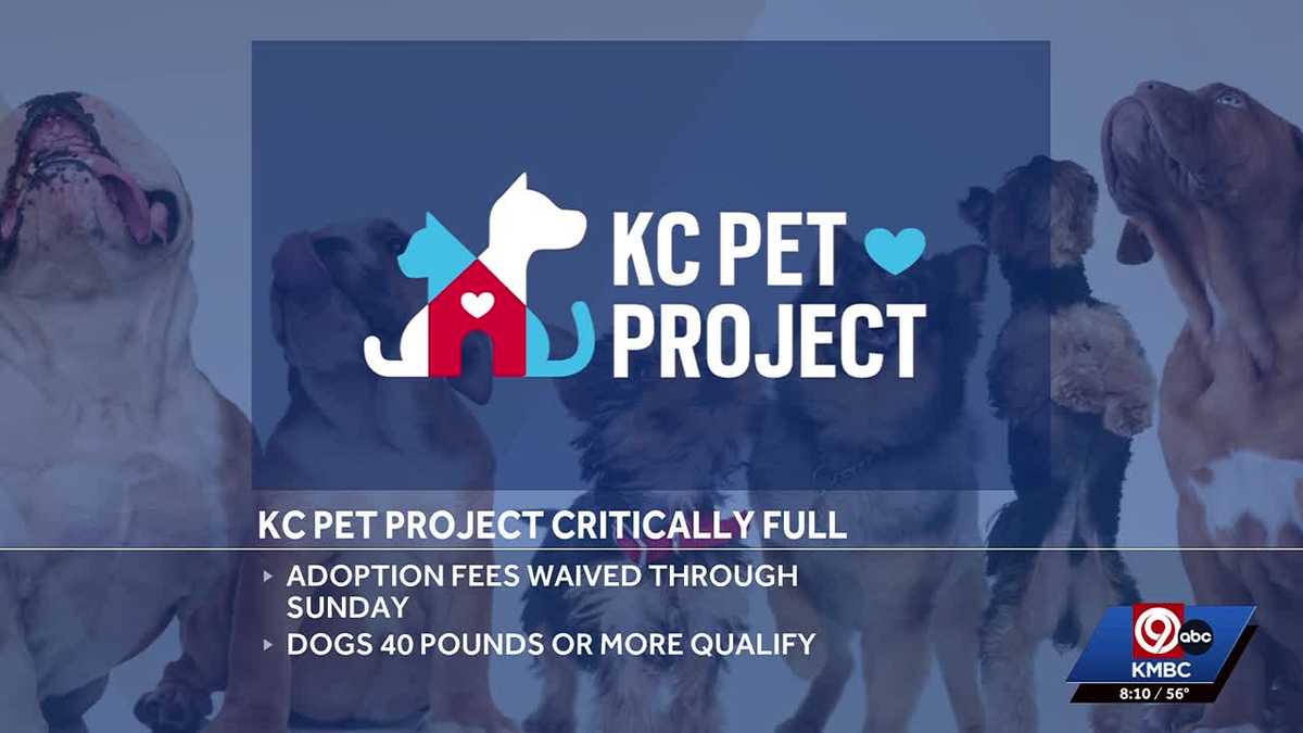 KC Pet Project offering free adoptions as kennels fill up