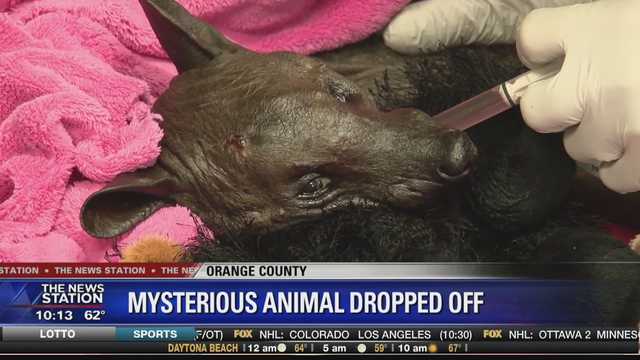 Wildlife experts finally identify mysterious, hairless animal