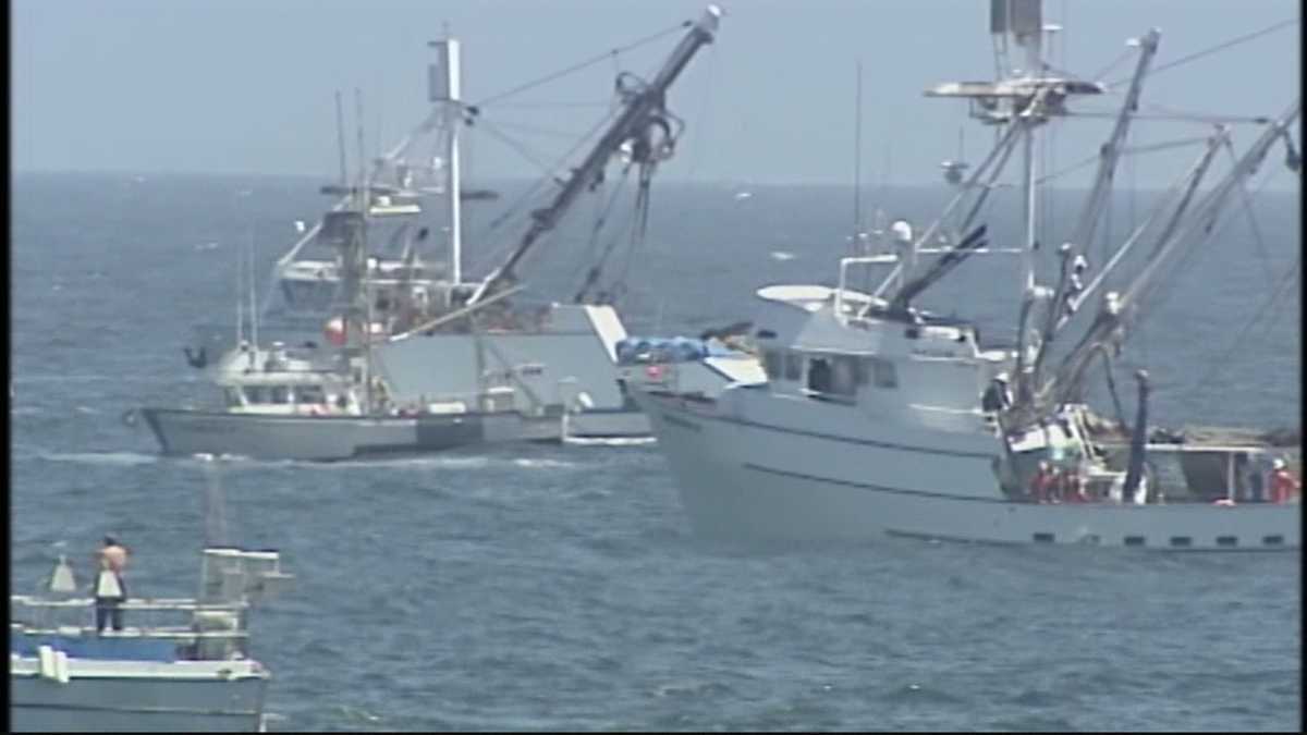 Plentiful squid season in Monterey Bay
