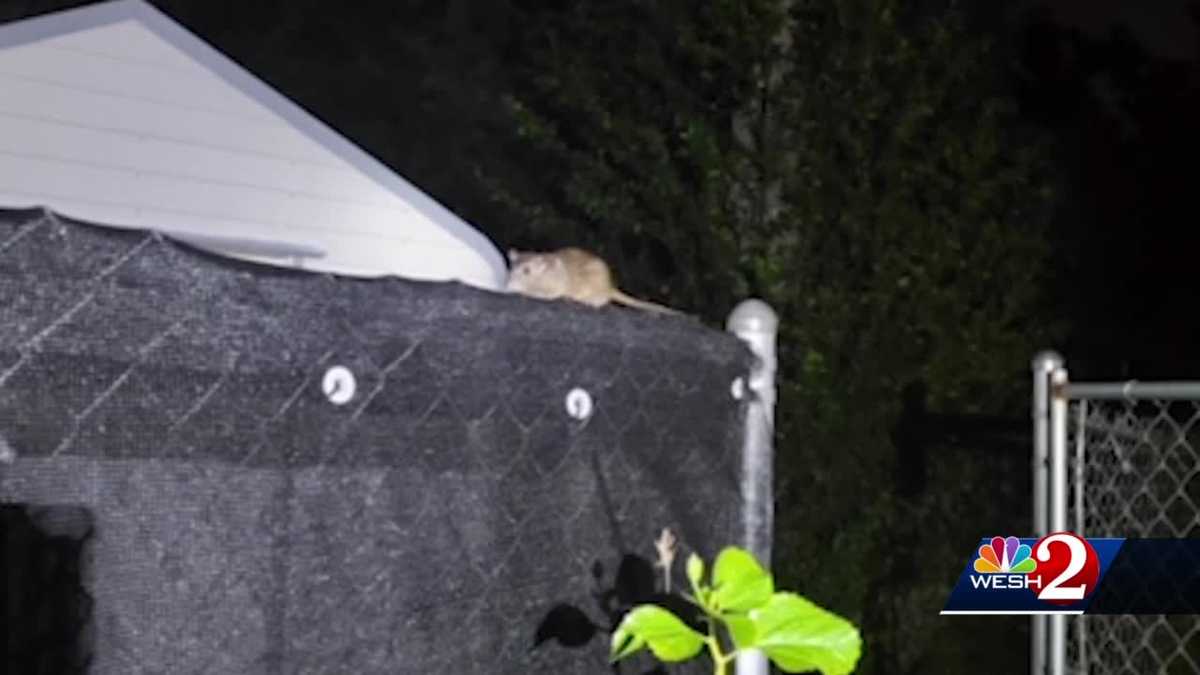 Residents: Rats from vacant home swarm Port Orange neighborhood