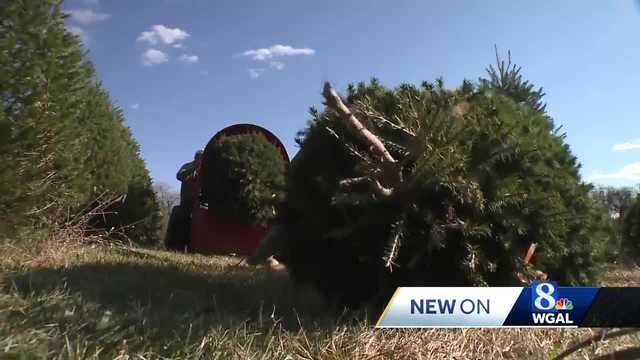 The tree debate - real or artificial? Experts say it depends. - Vimarsana News