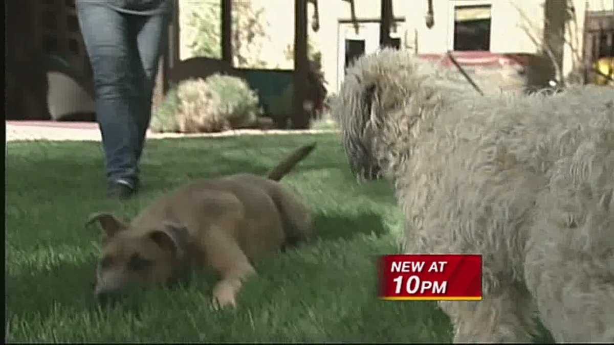 Two dogs shot in the face