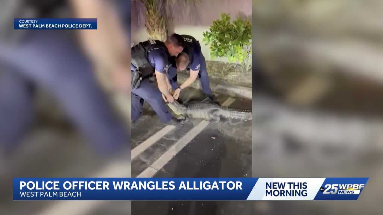 WATCH: Video shows West Palm Beach officer wrangling alligator with his bare hands