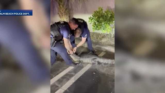 Video shows Florida police officers wrangling alligator in parking lot