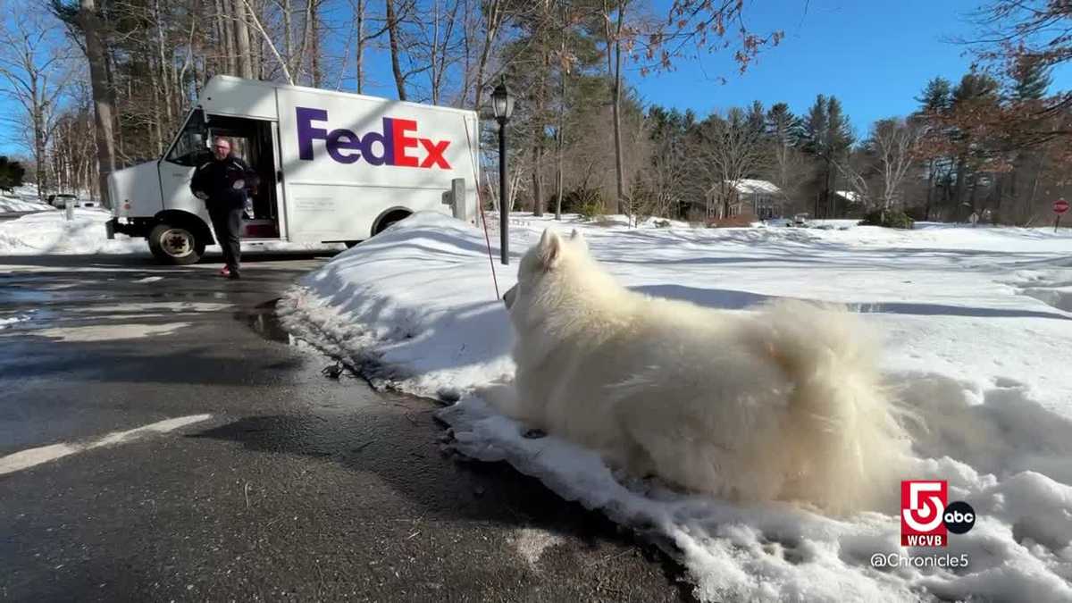 New Hampshire FedEx driver finds joy on his route—thanks to a Samoyed named Winter