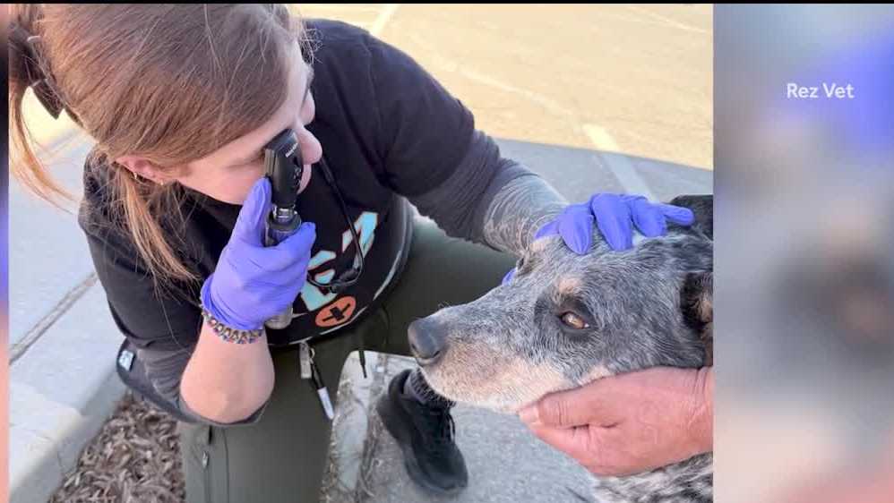 Mobile veterinary clinic expands care for tribal communities