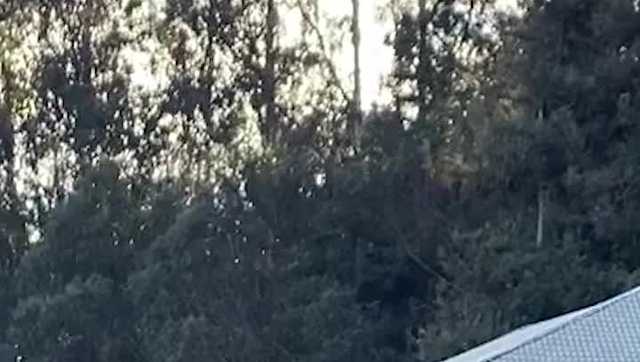 Video: Bull makes its way through a California backyard 
