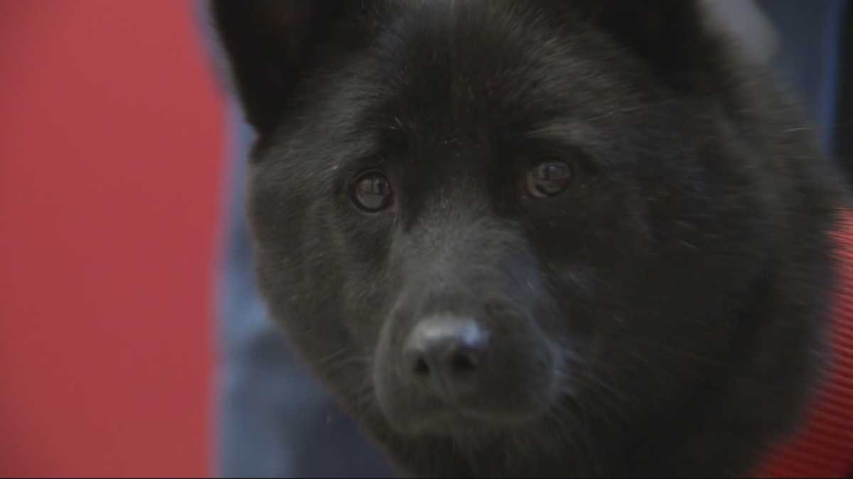 Police reunite dog presumed dead with Massachusetts family