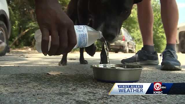 Keeping outdoor pets safe during the excessive heat - Vimarsana News