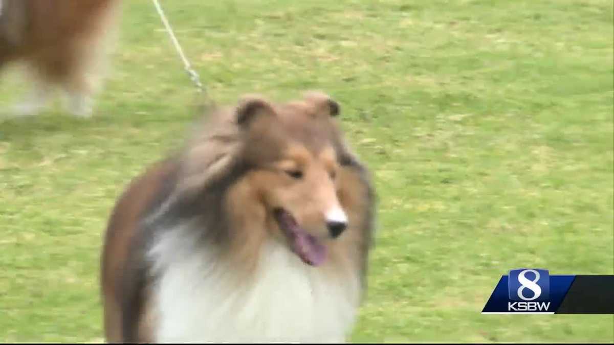Del Monte Kennel Club dog show takes place in Carmel Valley