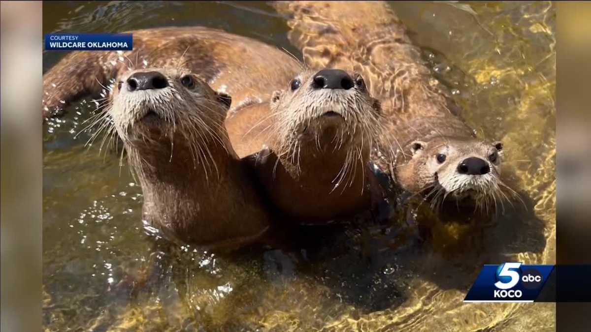 WildCare Oklahoma helps river otters in rehabilitation process