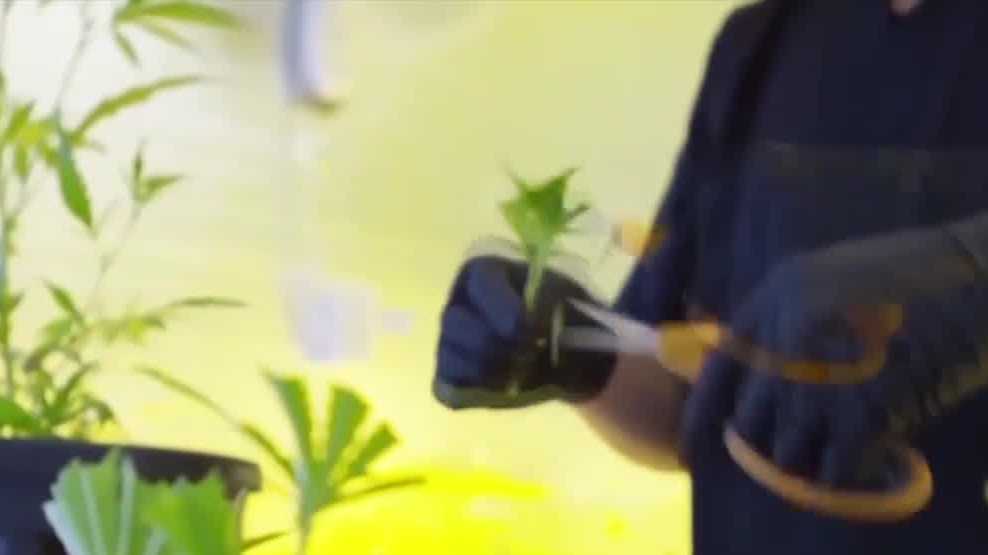 New effort to put recreational cannabis back on Florida ballot in 2026