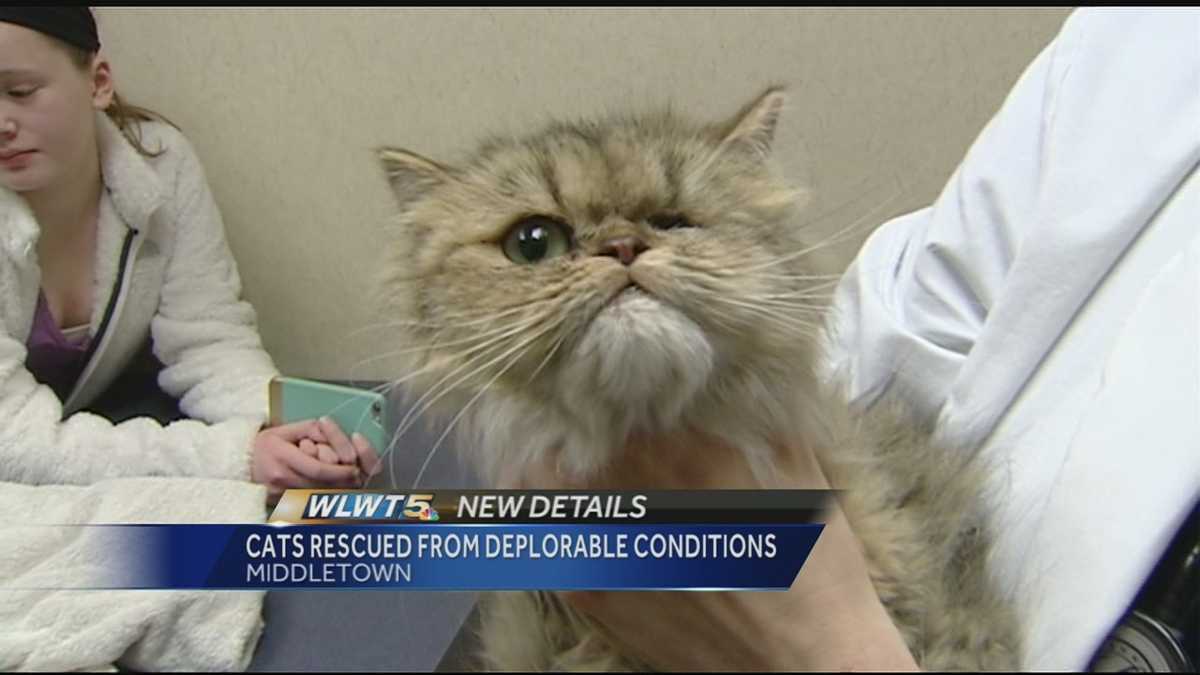 Rescue group cares for 17 cats rescued from Middletown cat mill