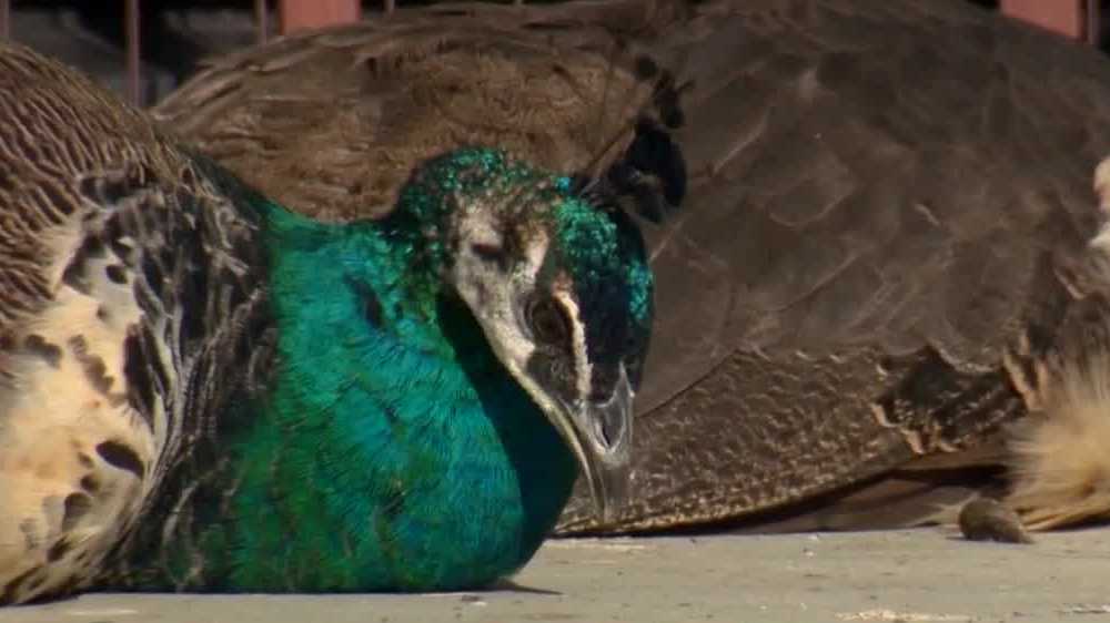 Squawking Squatters Peacocks Run Afoul In California Neighborhood