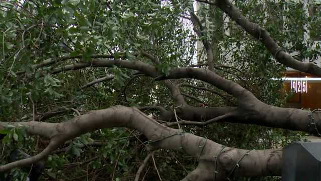 Sacramento still dealing with backlog of downed tree calls - Vimarsana News