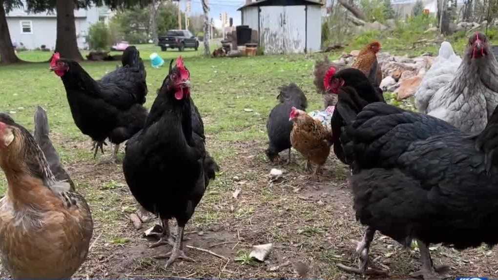 Waukesha woman fighting chicken ordinance