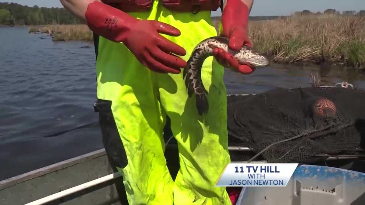 Stopping the spread of snakehead fish in Maryland