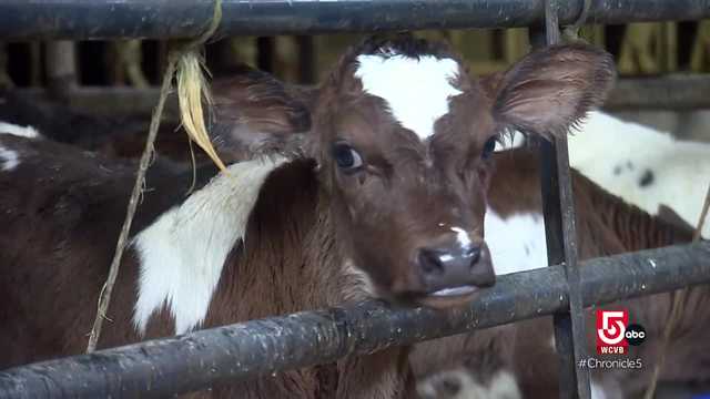 Cows and covered bridges in Stowe, Vermont - Vimarsana News