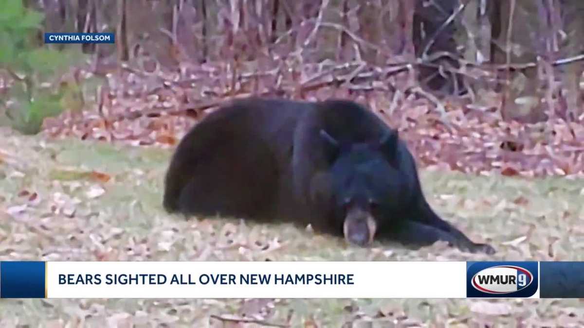 Bear sightings up across New Hampshire