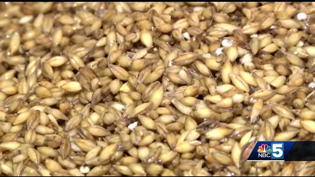 No barley, no beer How climate change could impact Vermont's beer scene