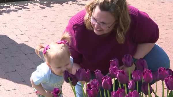 festival visitors face spring showers to see may flowers at tulip time in pella
