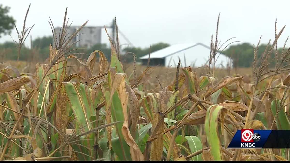 Rains helping ease drought conditions, but for some it's too late