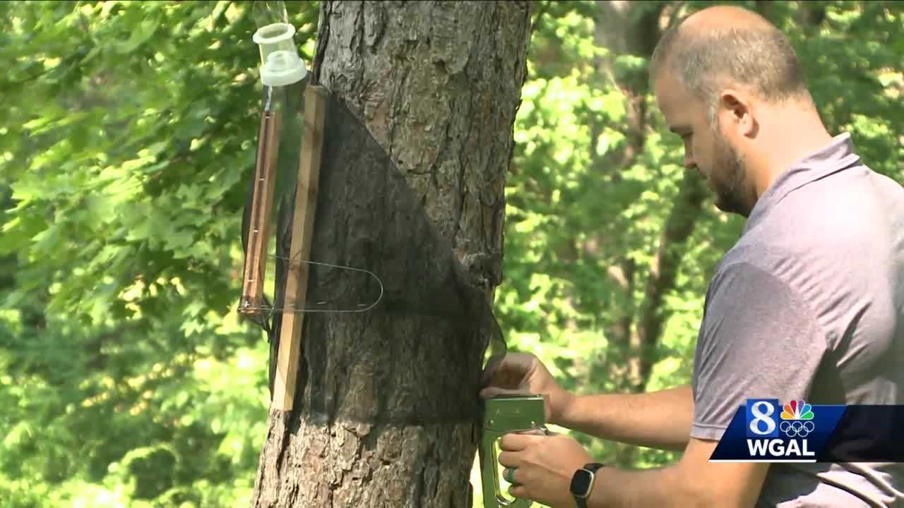 Spotted lanternflies: Here's how you can trap them - Vimarsana News