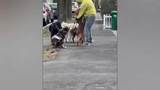 Medford dog walker charged with animal cruelty, police say - Vimarsana News