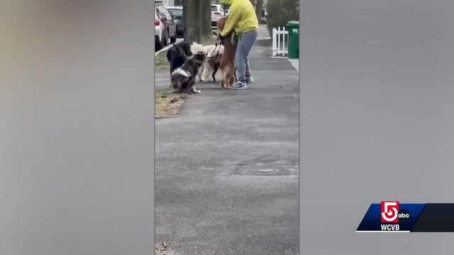 Dog walker in court to face animal cruelty charges - Vimarsana News