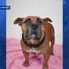 WPBF 25 to the Rescue: Thumbelina is available for adoption
