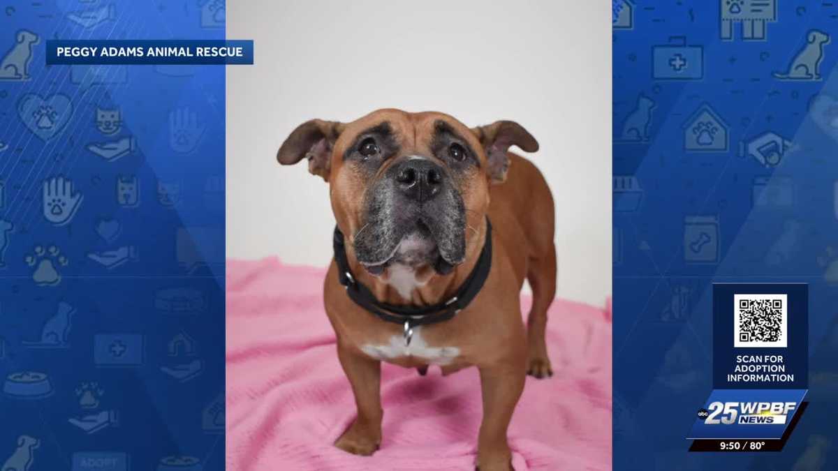 WPBF 25 to the Rescue: Thumbelina is available for adoption