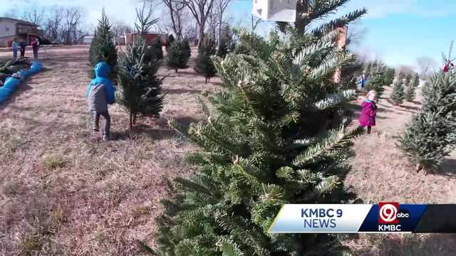 Kansas City-area tree farms say drought, inflation will make Christmas trees more expensive this year - Vimarsana News