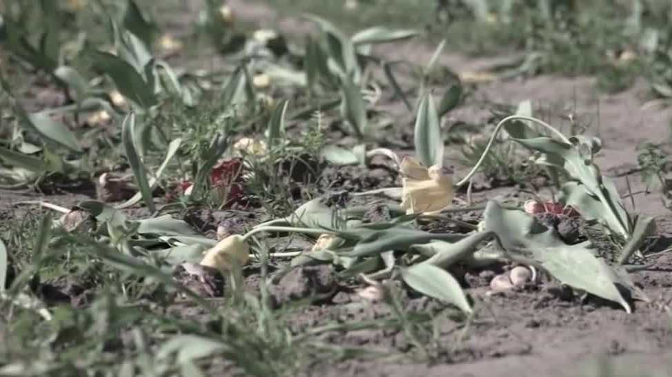 Dutch Hollow Farms in Modesto closes tulip U-pick early after visitors damage fields