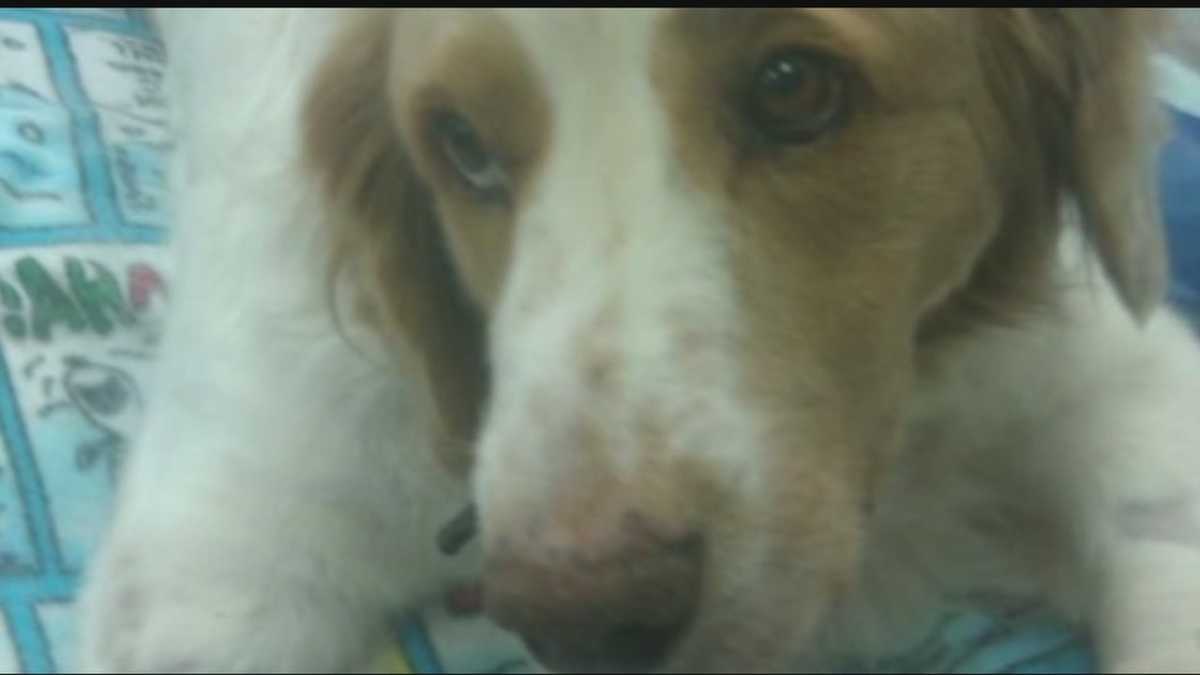 Man wonders if Purina dog food led to dog's death