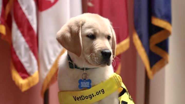 WBAL-TV's Puppy with a Purpose has a name!