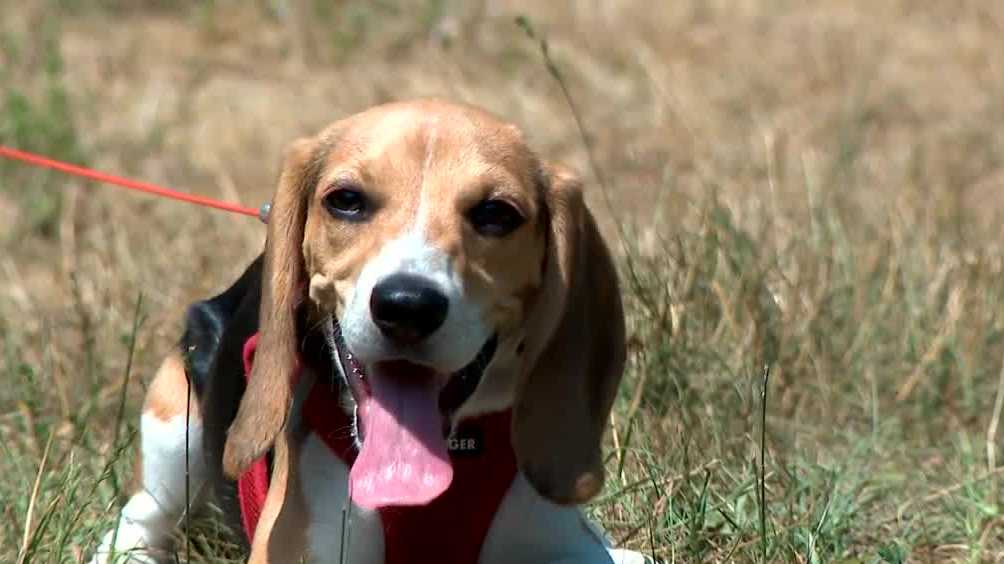 USDA rabies vaccine bait found in puppy’s mouth in Whitefield