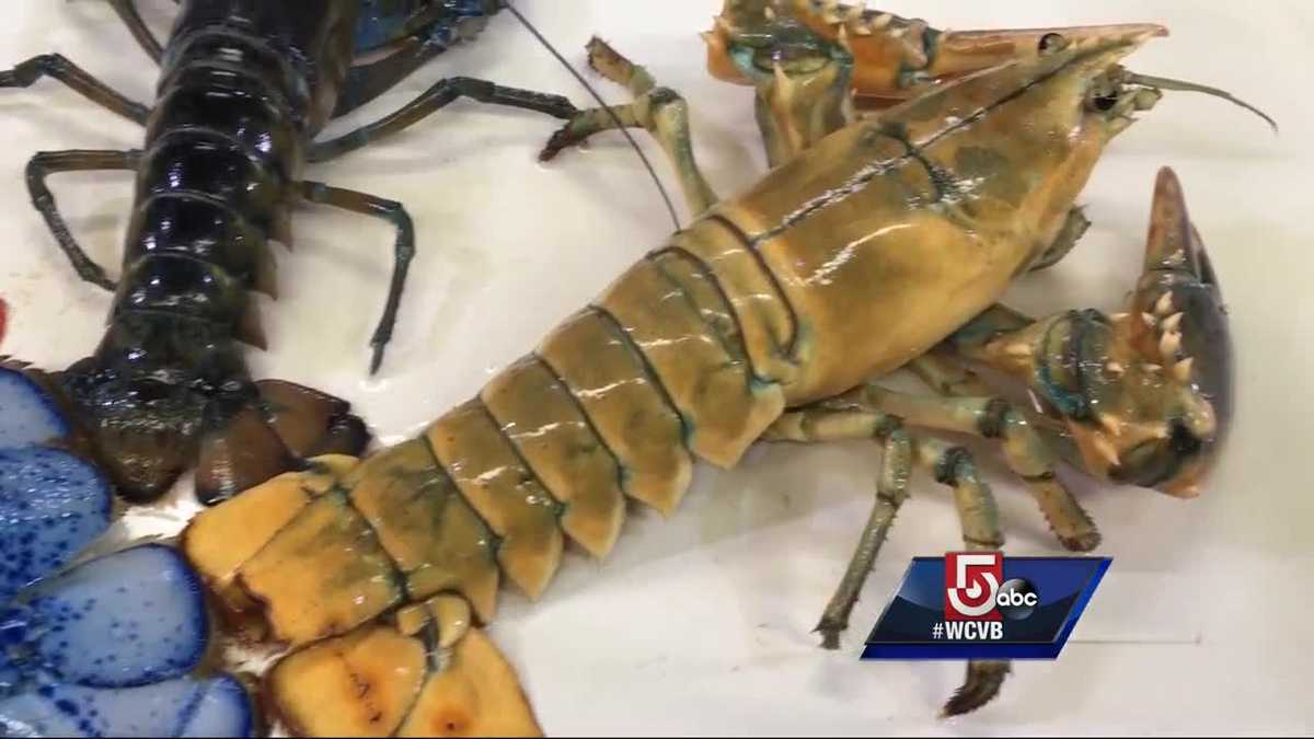 Rainbow of oddly colored lobsters on display